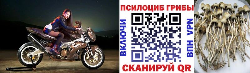 Псилоцибиновые грибы Psilocybe  Купить  Горячий Ключ 